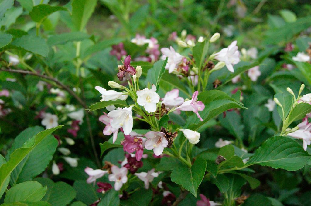 Maple Inagawa Ξενοδοχείο Kawabe  Εξωτερικό φωτογραφία